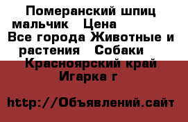 Померанский шпиц мальчик › Цена ­ 30 000 - Все города Животные и растения » Собаки   . Красноярский край,Игарка г.